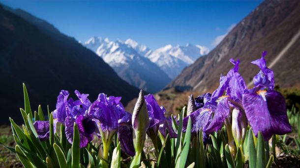 Trek to Manaslu and Tsum Valley